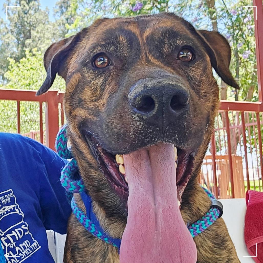 Enlarge DUKE, a Adoptable mixed breed in Upland, CA image 5/6