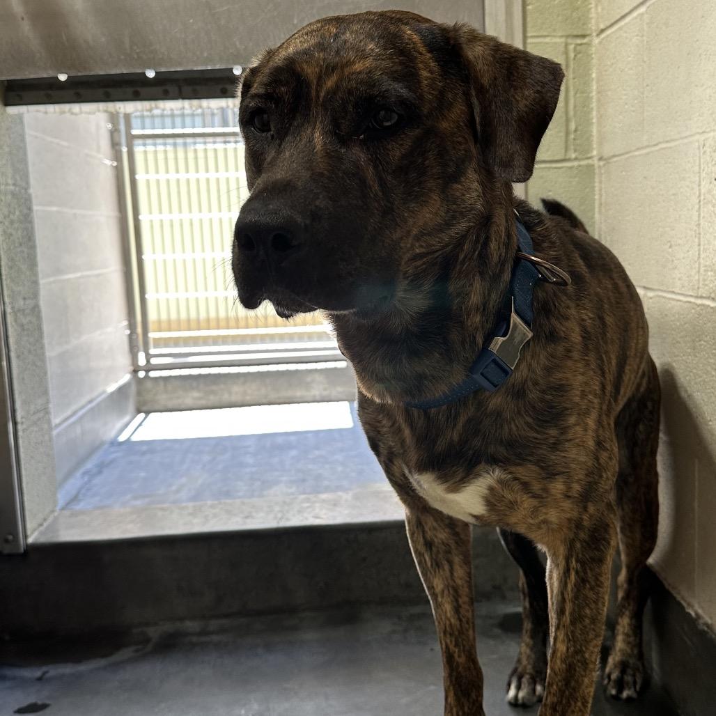 Enlarge DUKE, a Adoptable mixed breed in Upland, CA image 6/6