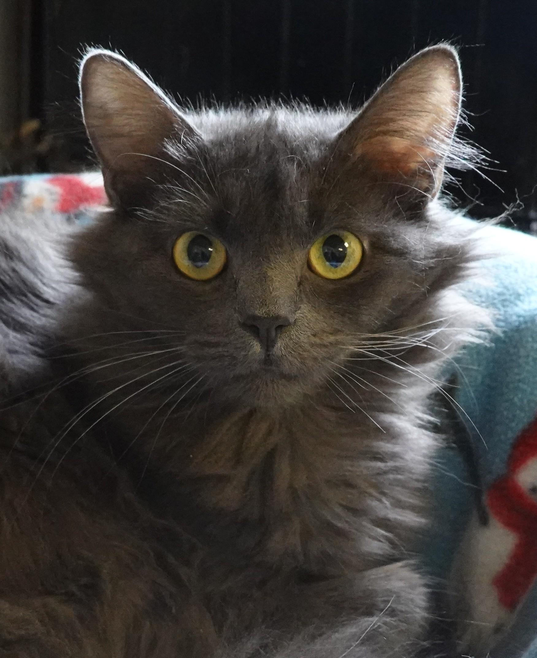 Enlarge Stevie, an adopted mixed breed in Anaconda, MT image 3/3