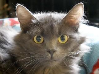 Enlarge Stevie, an adopted mixed breed in Anaconda, MT image 1/3