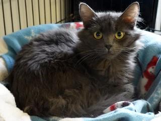 Enlarge Stevie, an adopted mixed breed in Anaconda, MT image 2/3