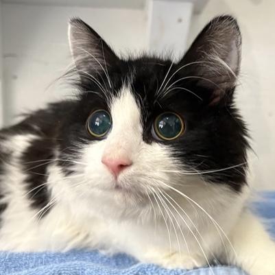 Ada, adoptable, Kitten Female Tuxedo.