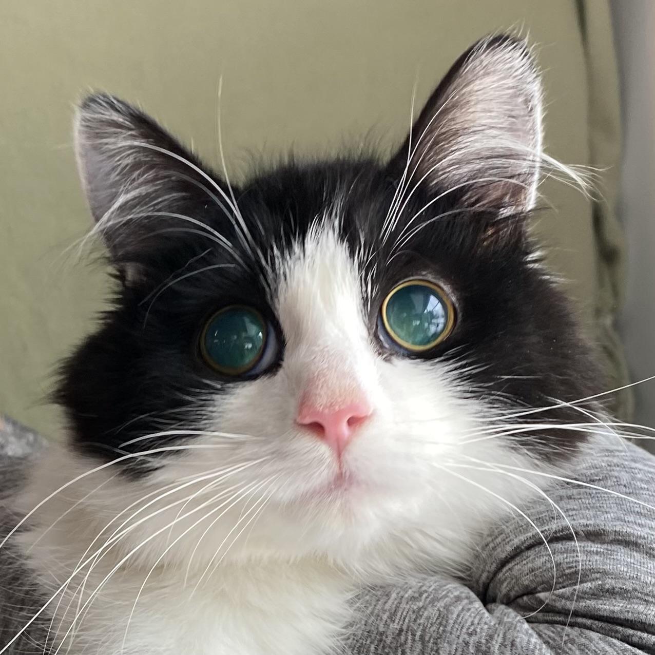 Enlarge Ada, an adoptable Tuxedo in Stanstead, QC image 4/6