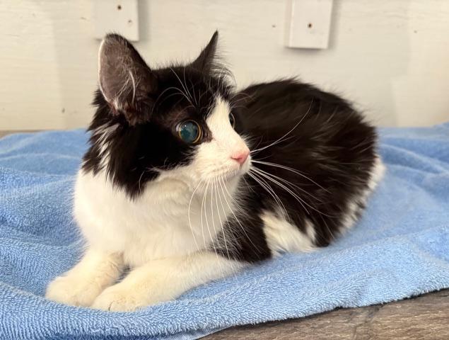Enlarge Ada, an adoptable Tuxedo in Stanstead, QC image 6/6