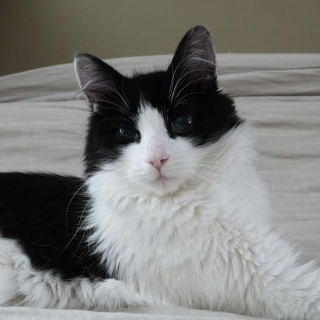 Enlarge Ada, an adoptable Tuxedo in Stanstead, QC image 2/6