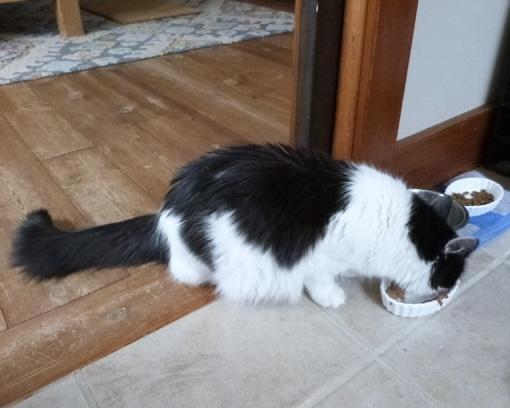 Enlarge Ada, an adoptable Tuxedo in Stanstead, QC image 3/6