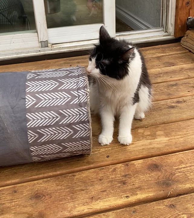 Enlarge Ada, an adoptable Tuxedo in Stanstead, QC video 5/5