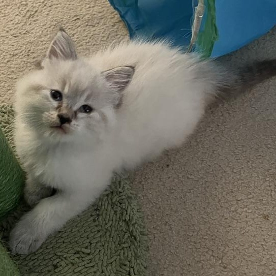 Sugar - Silver's litter, a Adoptable Domestic Medium Hair in Caledon, ON image 2/4