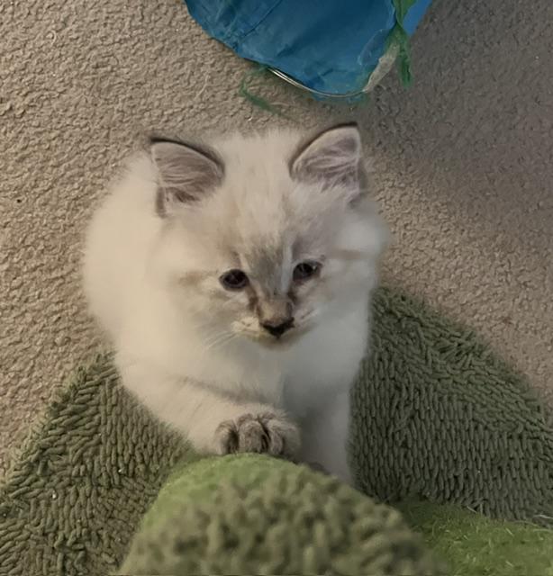 Sugar - Silver's litter, a Adoptable Domestic Medium Hair in Caledon, ON image 3/4