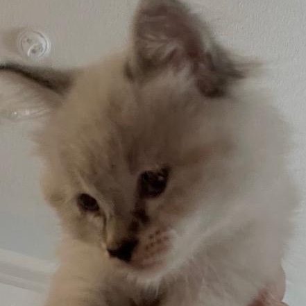 Sugar - Silver's litter, a Adoptable Domestic Medium Hair in Caledon, ON image 4/4