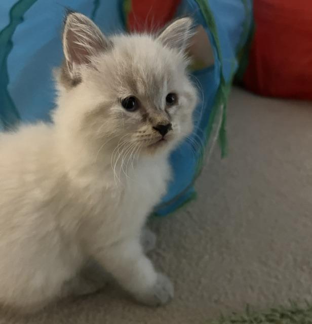 Sugar - Silver's litter, a Adoptable Domestic Medium Hair in Caledon, ON image 1/4