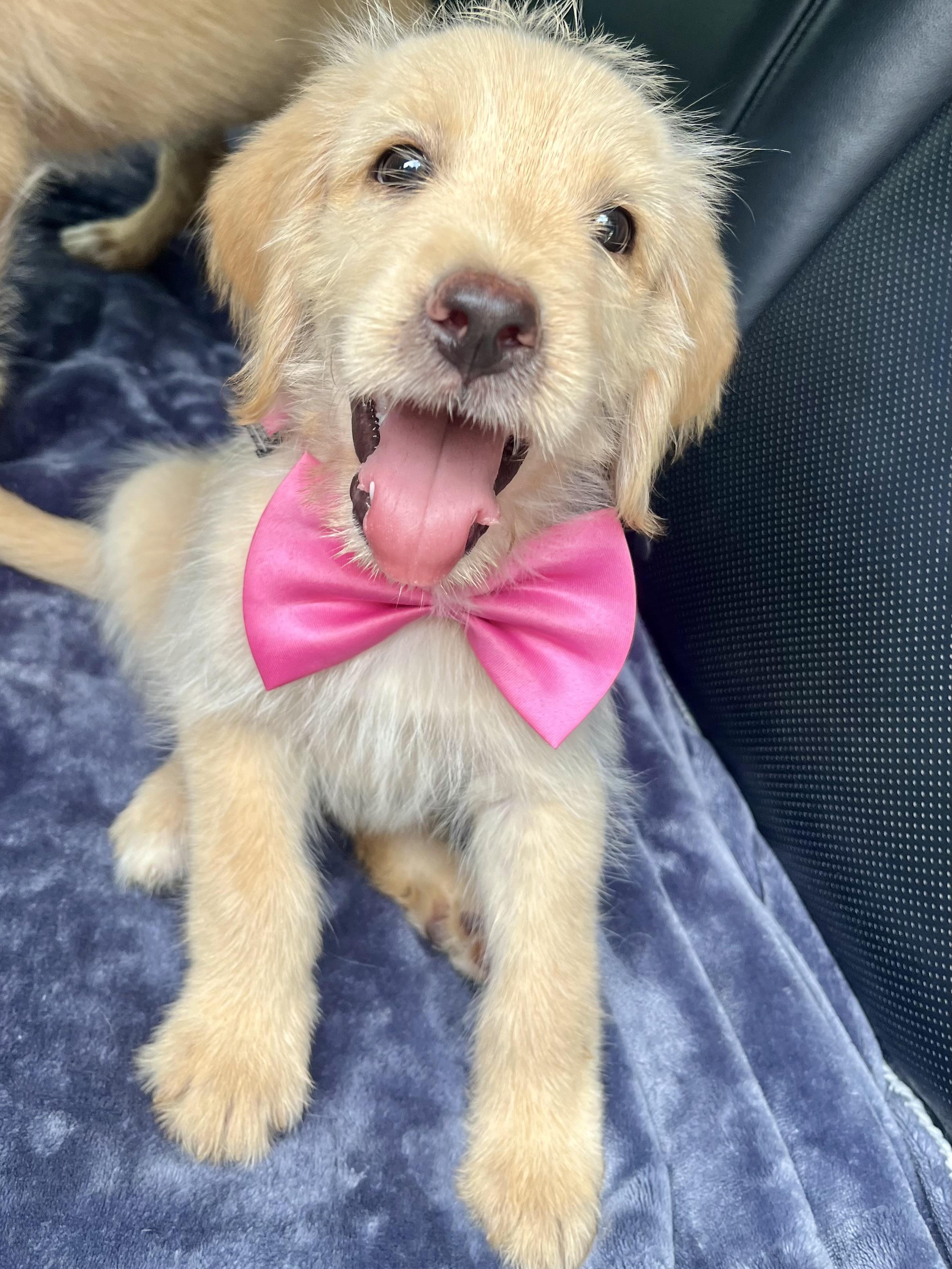 Honey, a Adoptable mixed breed in Barnwell , SC image 6/6