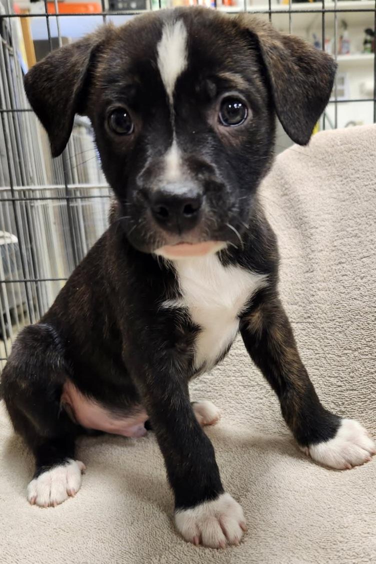 Enlarge Mixed puppies, an adopted Mixed Breed in Louisville, OH image 1/2