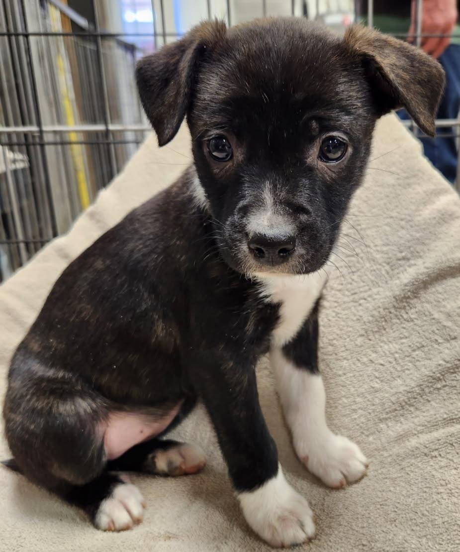 Enlarge Mixed puppies, an adopted Mixed Breed in Louisville, OH image 2/2