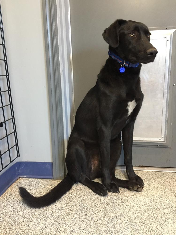 Enlarge Elmo, a Adopted mixed breed in Bartlesville, OK image 1/6