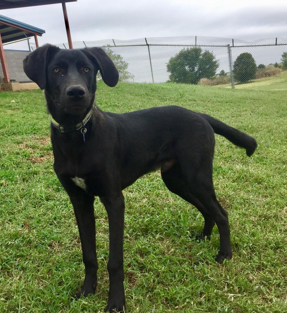 Enlarge Elmo, a Adopted mixed breed in Bartlesville, OK image 2/6
