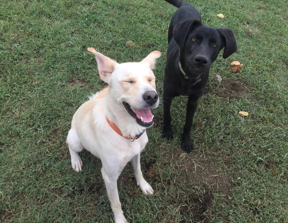 Enlarge Elmo, a Adopted mixed breed in Bartlesville, OK image 3/6