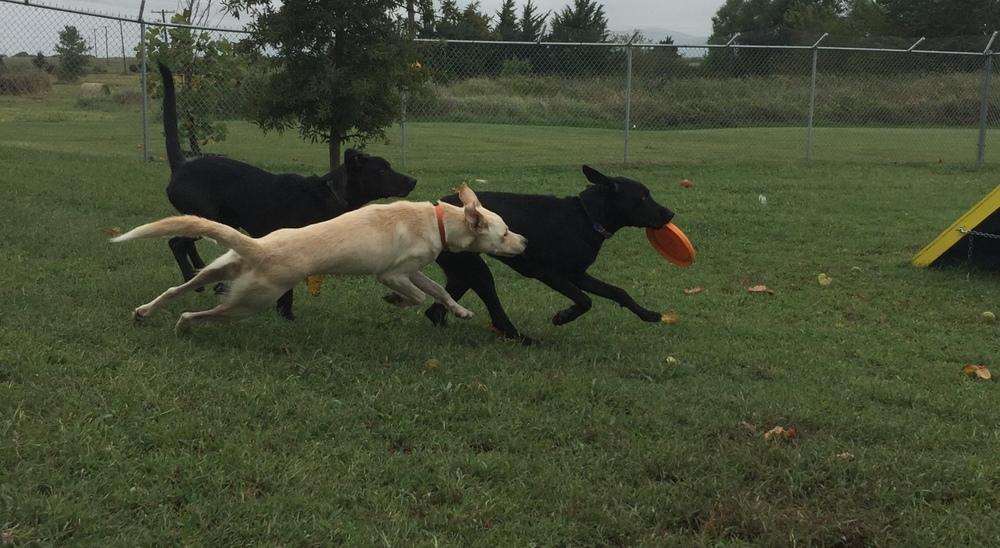 Enlarge Elmo, a Adopted mixed breed in Bartlesville, OK image 4/6