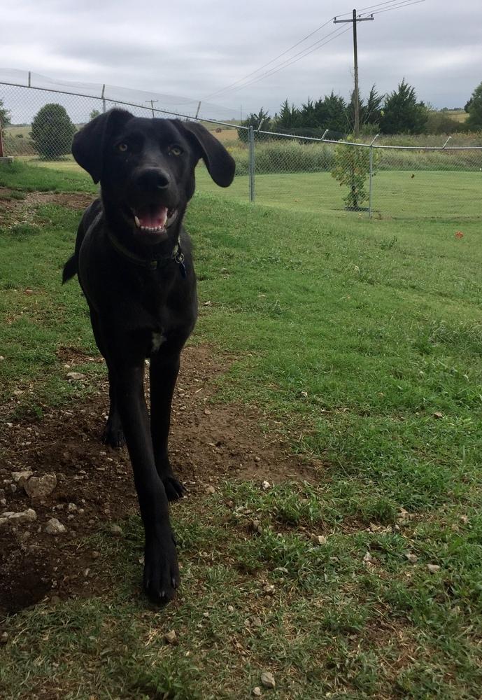 Enlarge Elmo, a Adopted mixed breed in Bartlesville, OK image 5/6