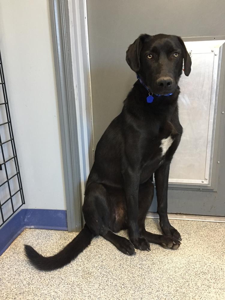 Enlarge Elmo, a Adopted mixed breed in Bartlesville, OK image 6/6