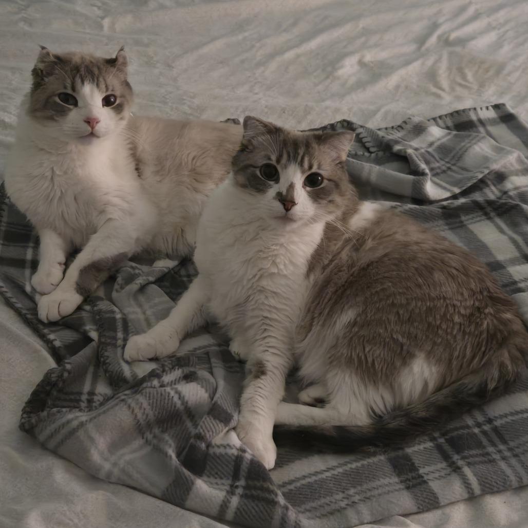 Asher, Adoptable, Adult Male American Curl.