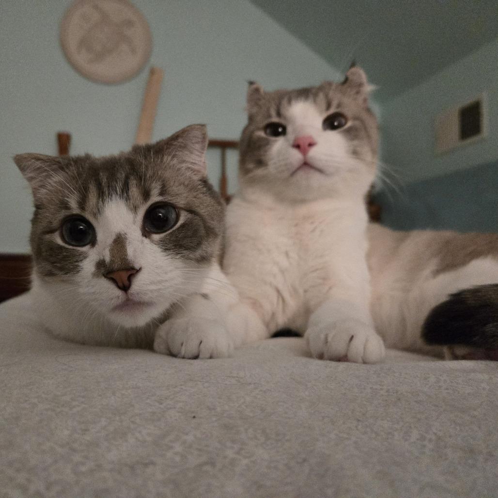 Enlarge Asher, a Adoptable mixed breed in Chesapeake, VA image 2/3