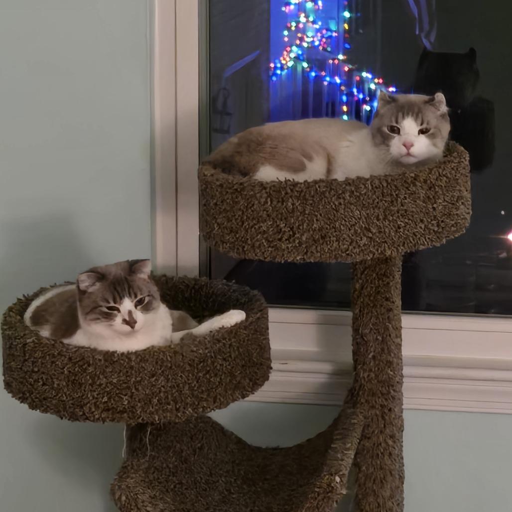 Enlarge Asher, a Adoptable mixed breed in Chesapeake, VA image 3/3