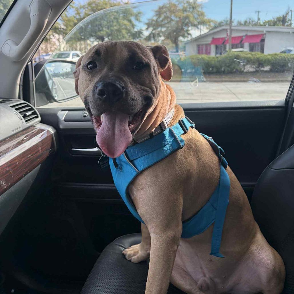 Naboo, Adoptable, Adult Male Mixed Breed.