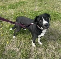Enlarge Zorro, a ADOPTABLE mixed breed in Siloam Springs, AR image 2/6