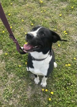 Enlarge Zorro, a ADOPTABLE mixed breed in Siloam Springs, AR image 5/6