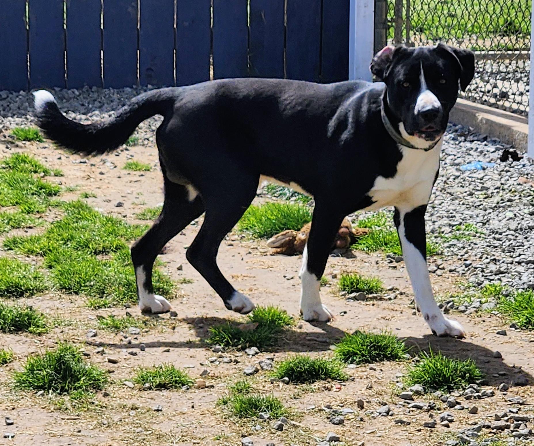 Enlarge Zorro, a ADOPTABLE mixed breed in Siloam Springs, AR image 6/6