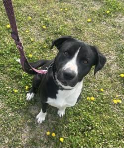 Zorro, ADOPTABLE, Adult Male Labrador Retriever.