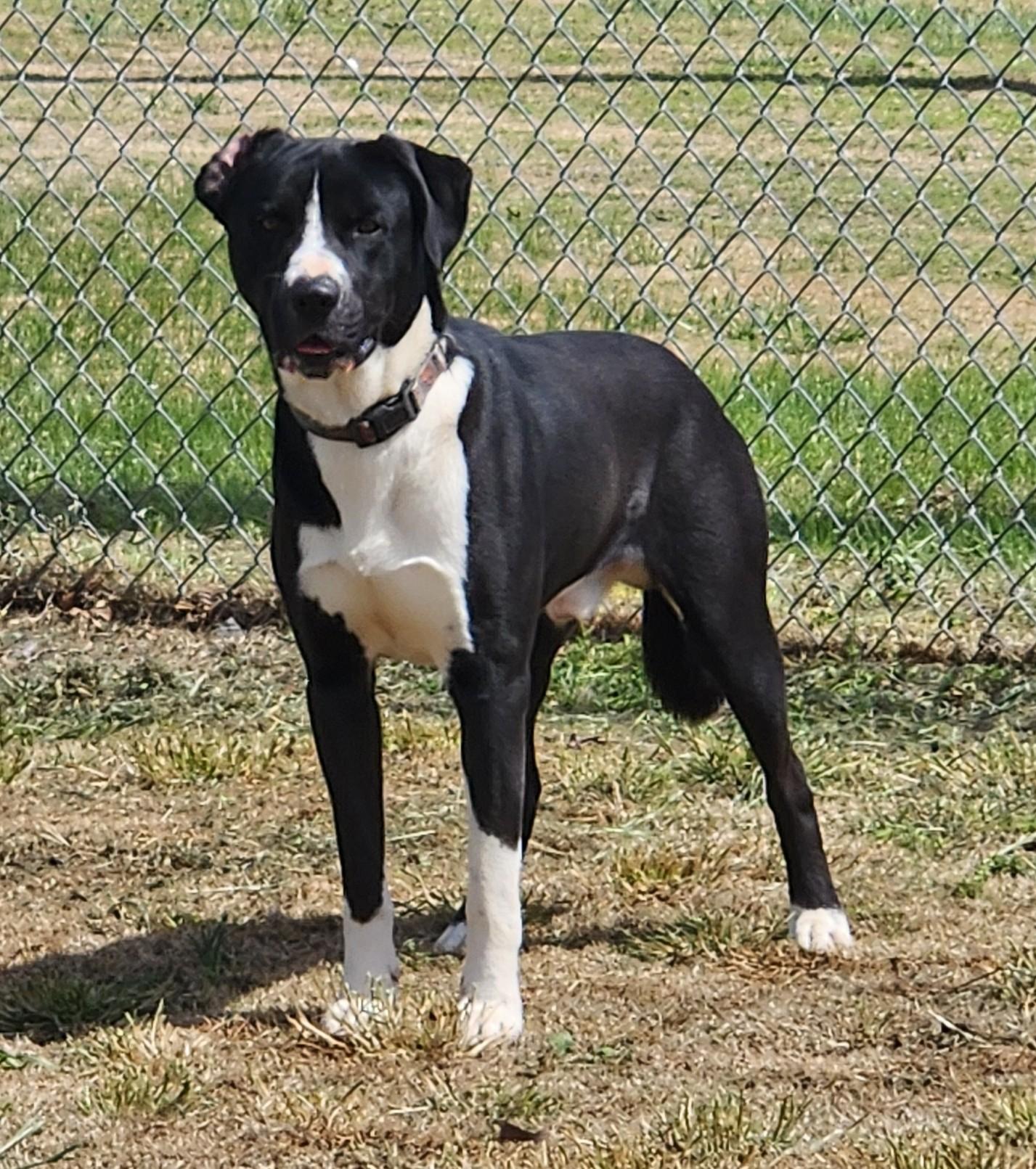 Enlarge Zorro, a ADOPTABLE mixed breed in Siloam Springs, AR image 4/6