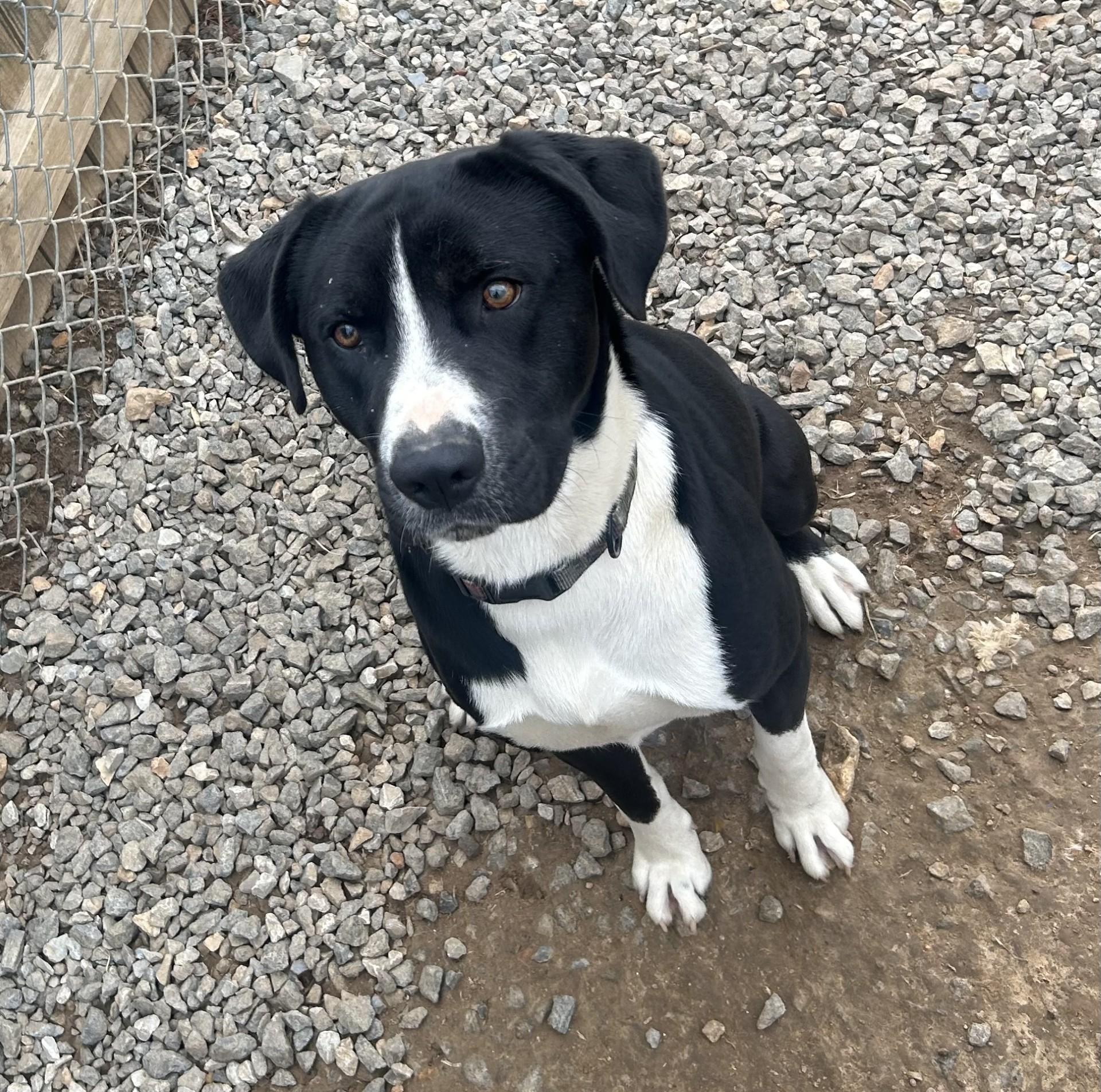 Enlarge Zorro, a ADOPTABLE mixed breed in Siloam Springs, AR image 3/6