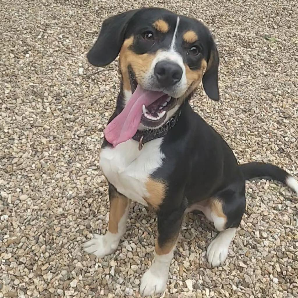 Captain, Adopted, Young Male Beagle.