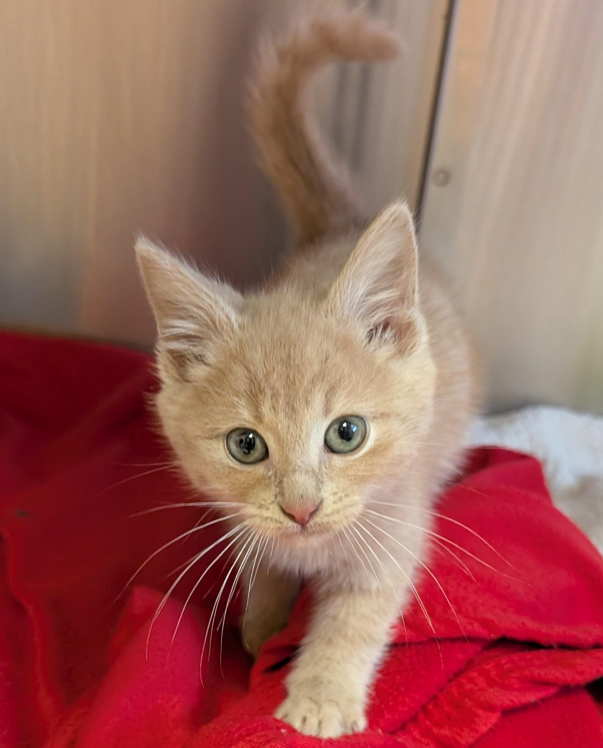 Enlarge CHEETO, a Adoptable Tabby in Carroll, OH image 2/4