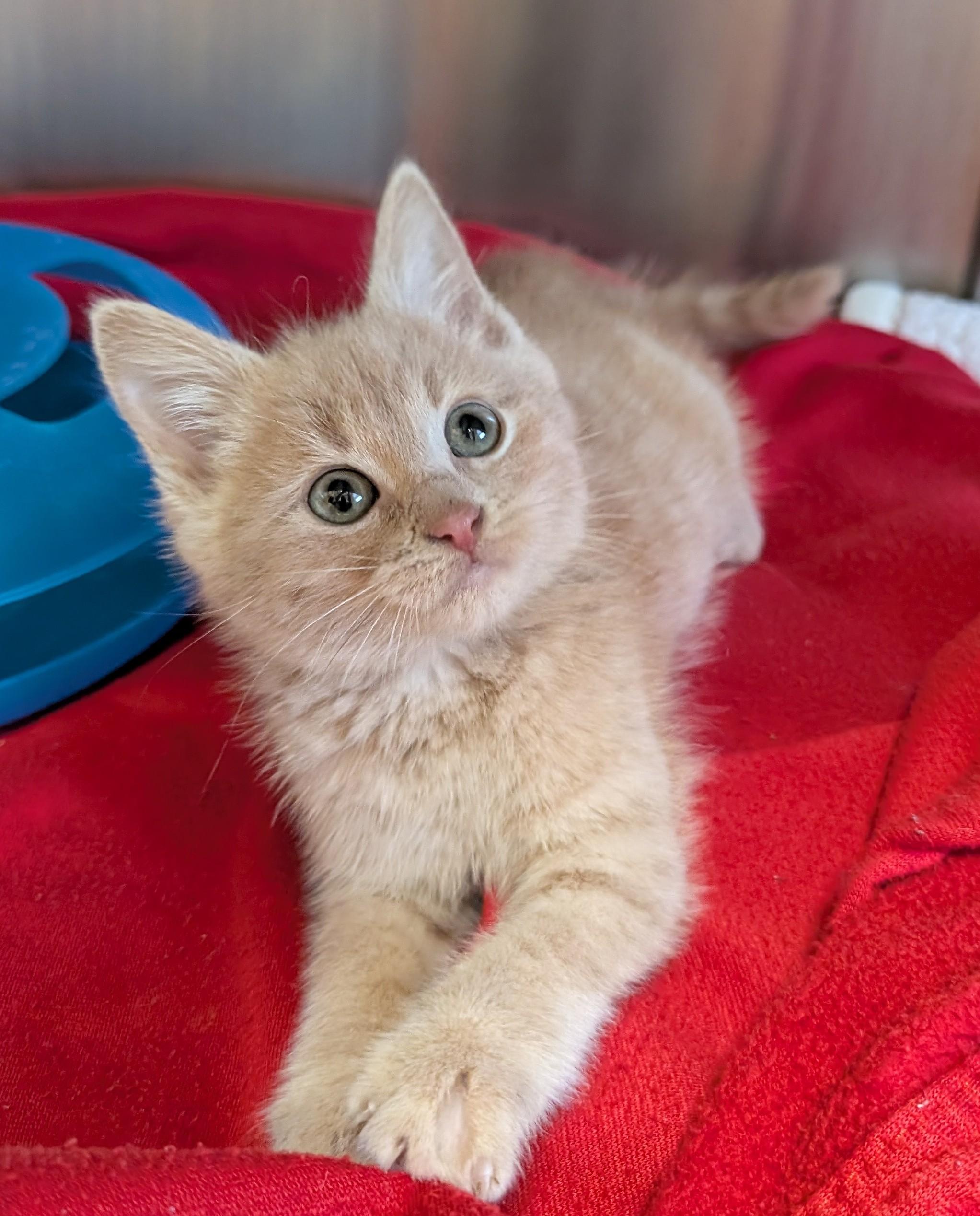 CHEETO, Adoptable, Kitten Male Tabby.