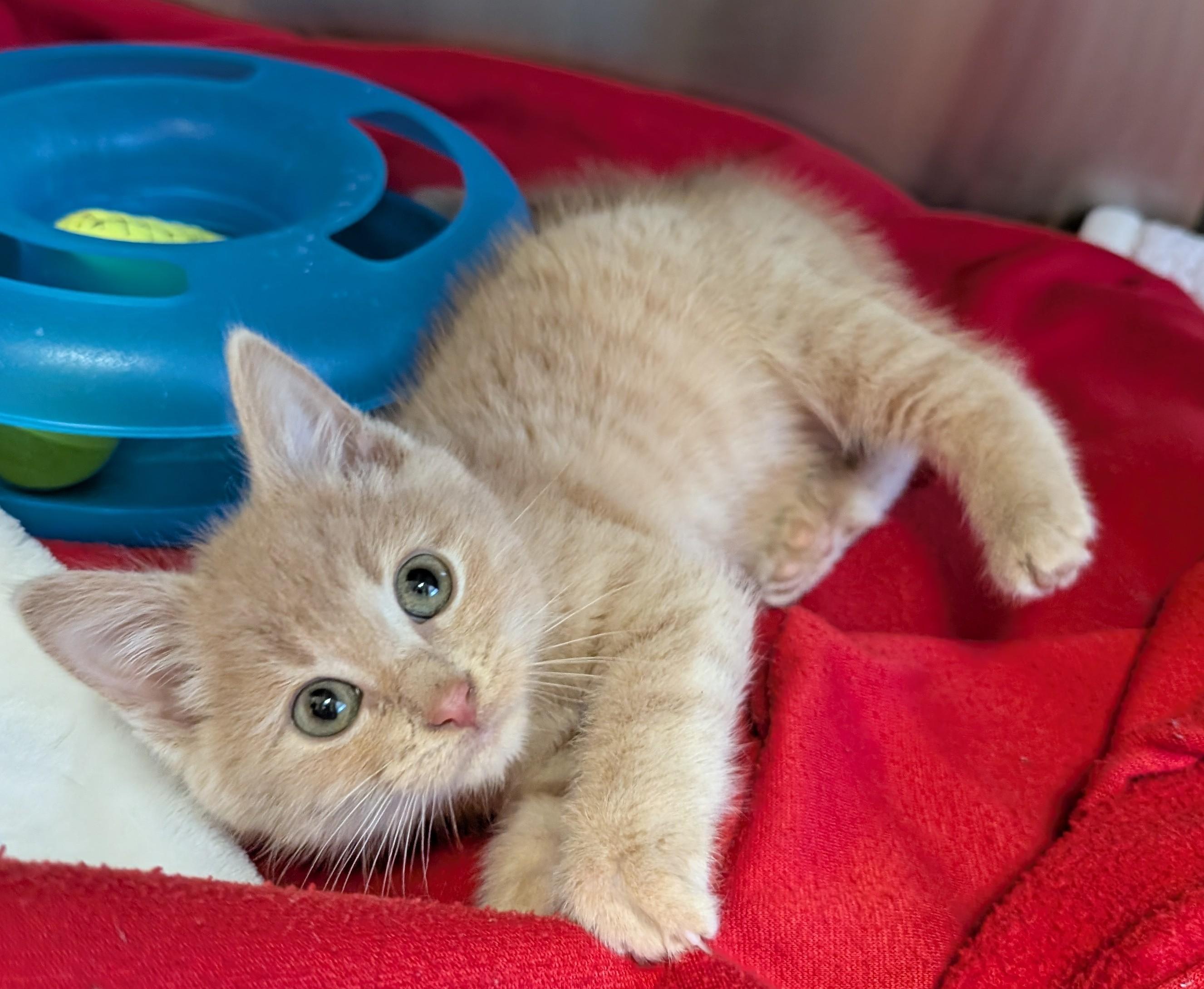 Enlarge CHEETO, a Adoptable Tabby in Carroll, OH image 3/4