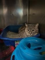 Misy, ADOPTABLE, Adult Female Domestic Short Hair.