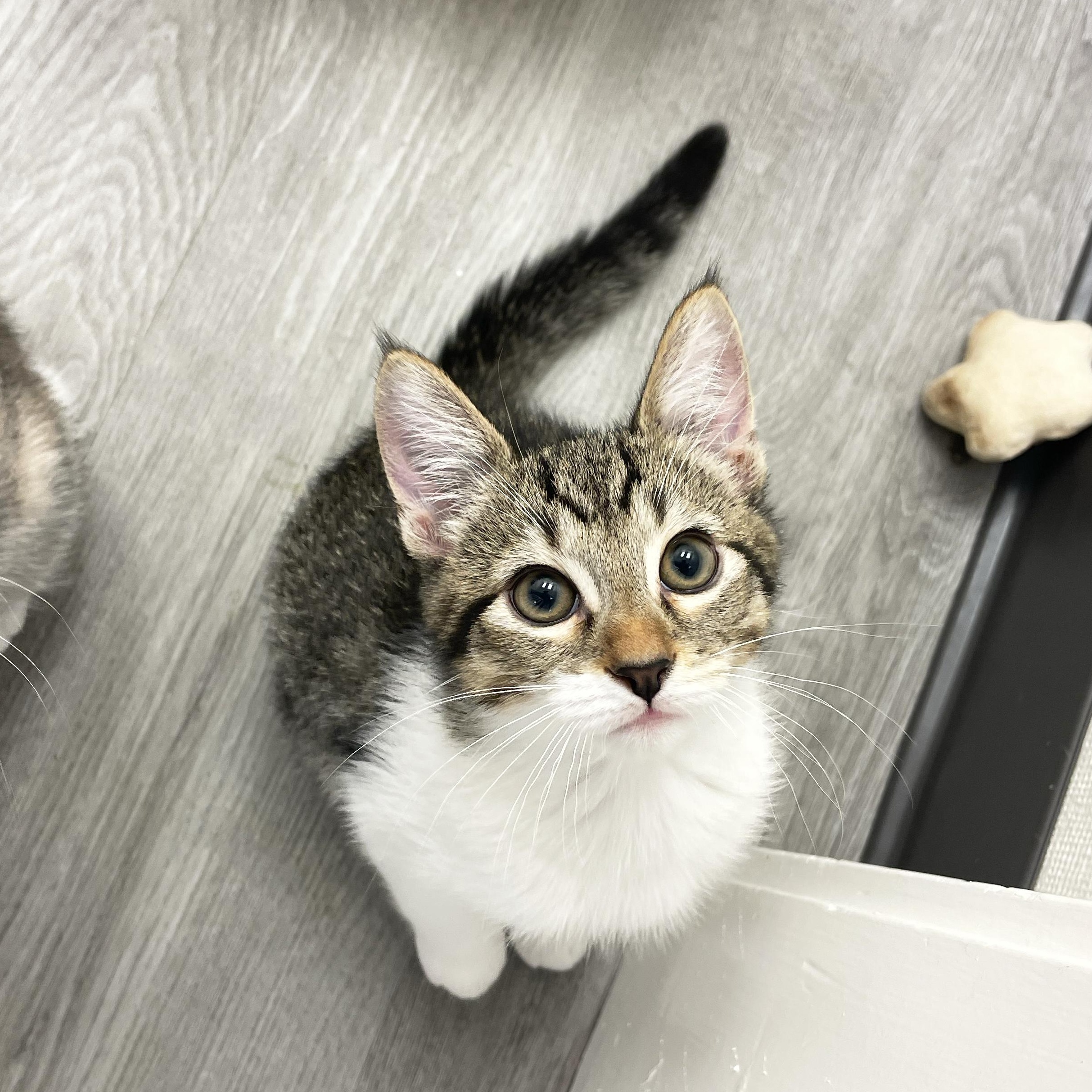 Pudding, Baby Male Domestic Short Hair