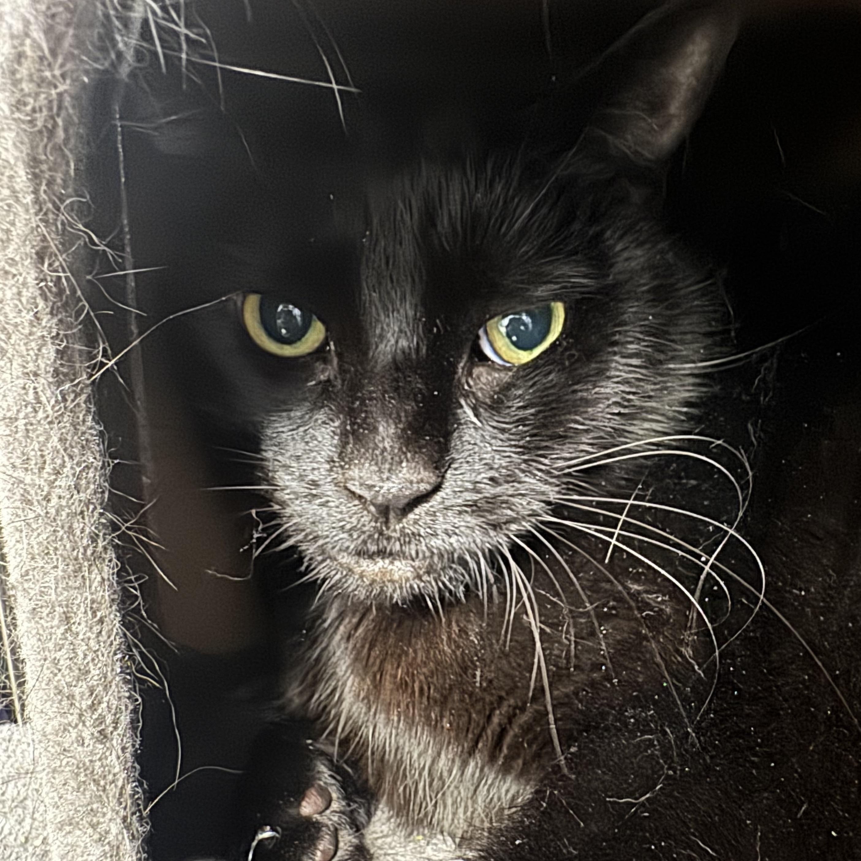 Enlarge Binx, a Adopted Domestic Short Hair in Cranston, RI image 1/1