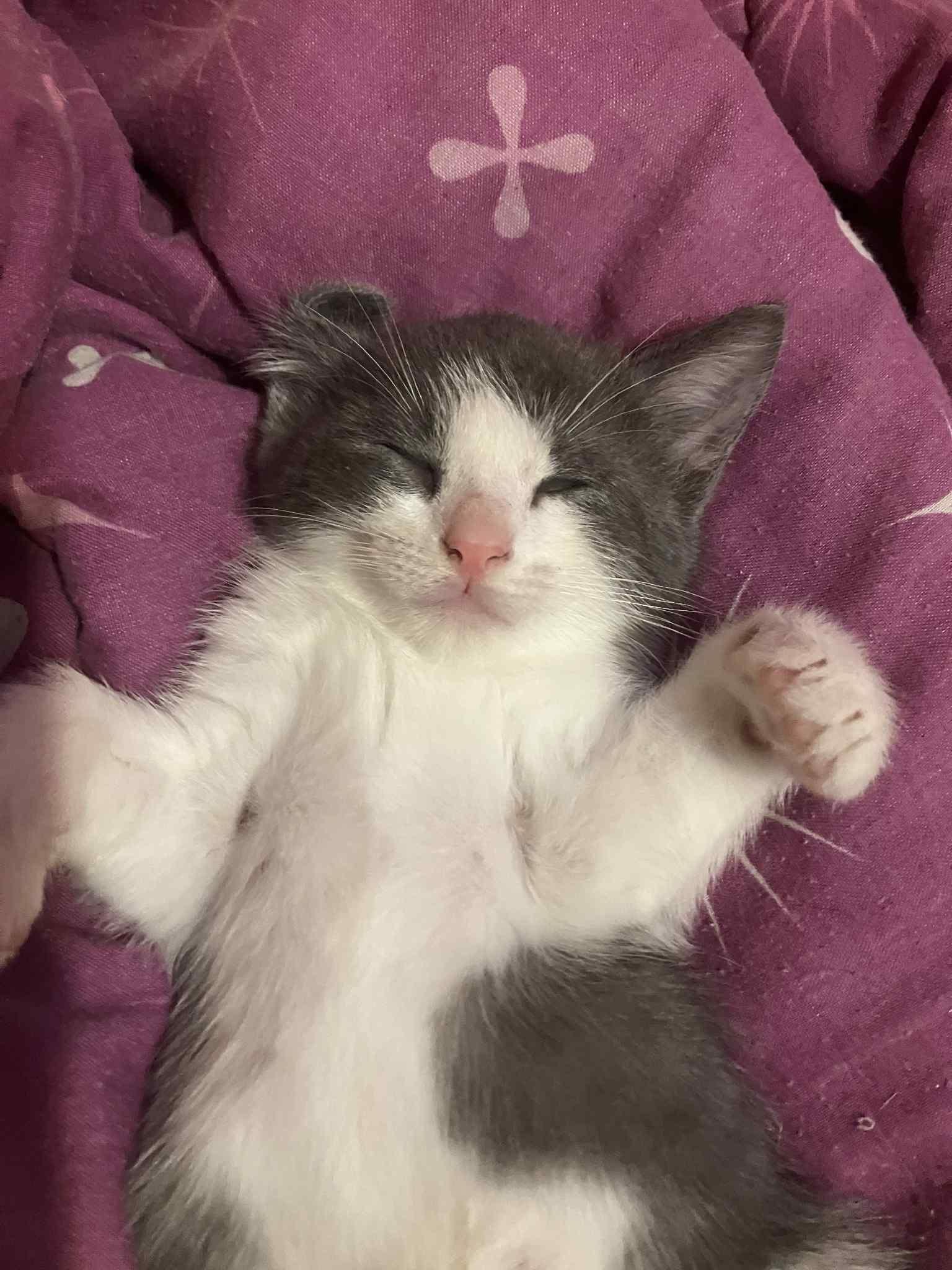 Enlarge Cannoli, a ADOPTABLE Domestic Short Hair in Bonita Springs, FL image 1/2