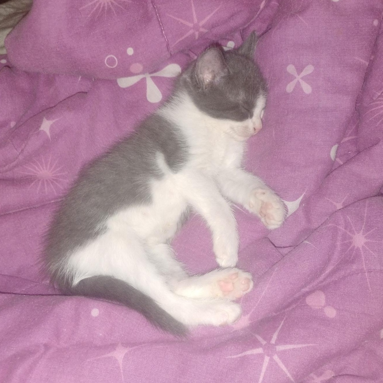 Enlarge Cannoli, a ADOPTABLE Domestic Short Hair in Bonita Springs, FL image 2/2