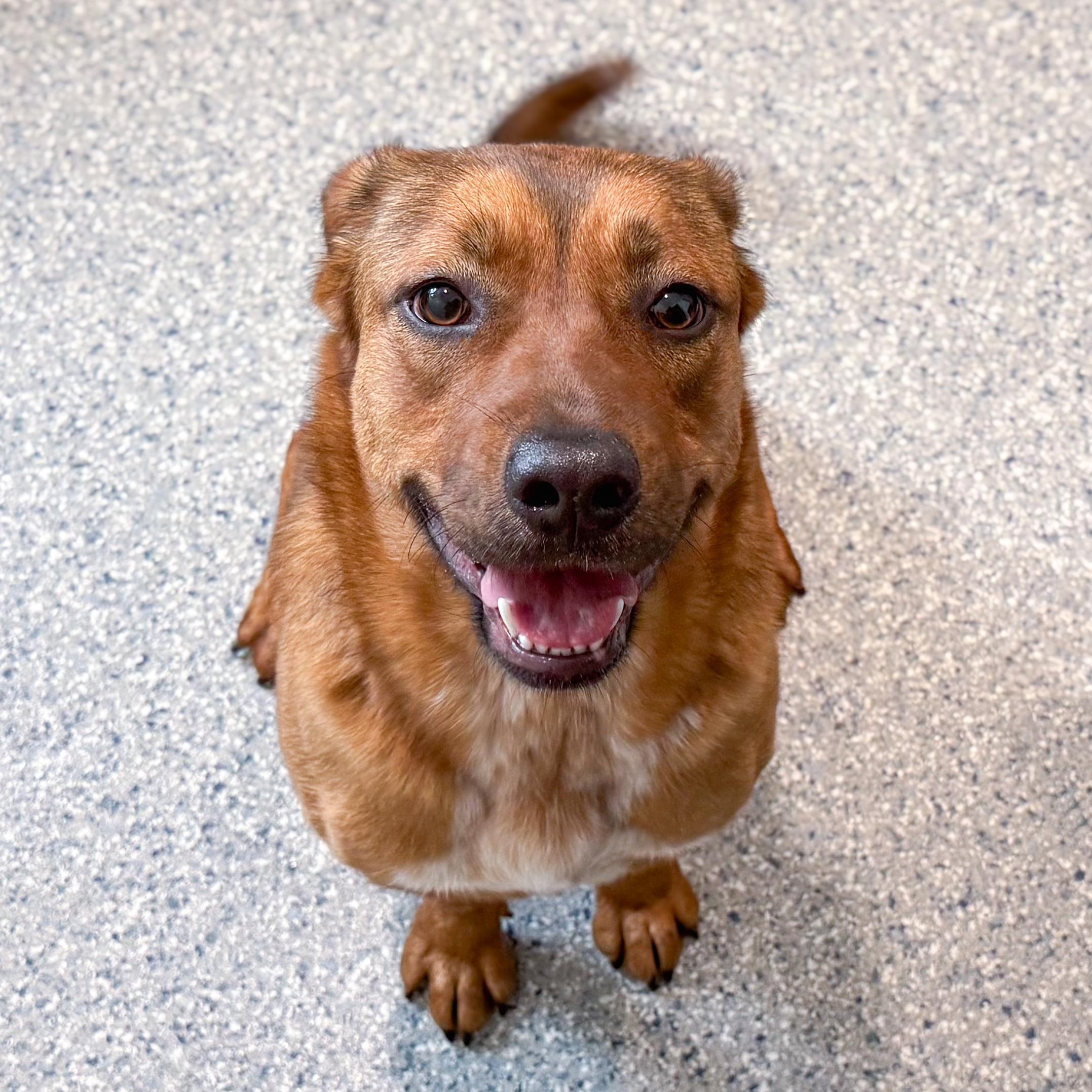 Enlarge Waffles, a ADOPTABLE mixed breed in Danbury, CT image 2/2