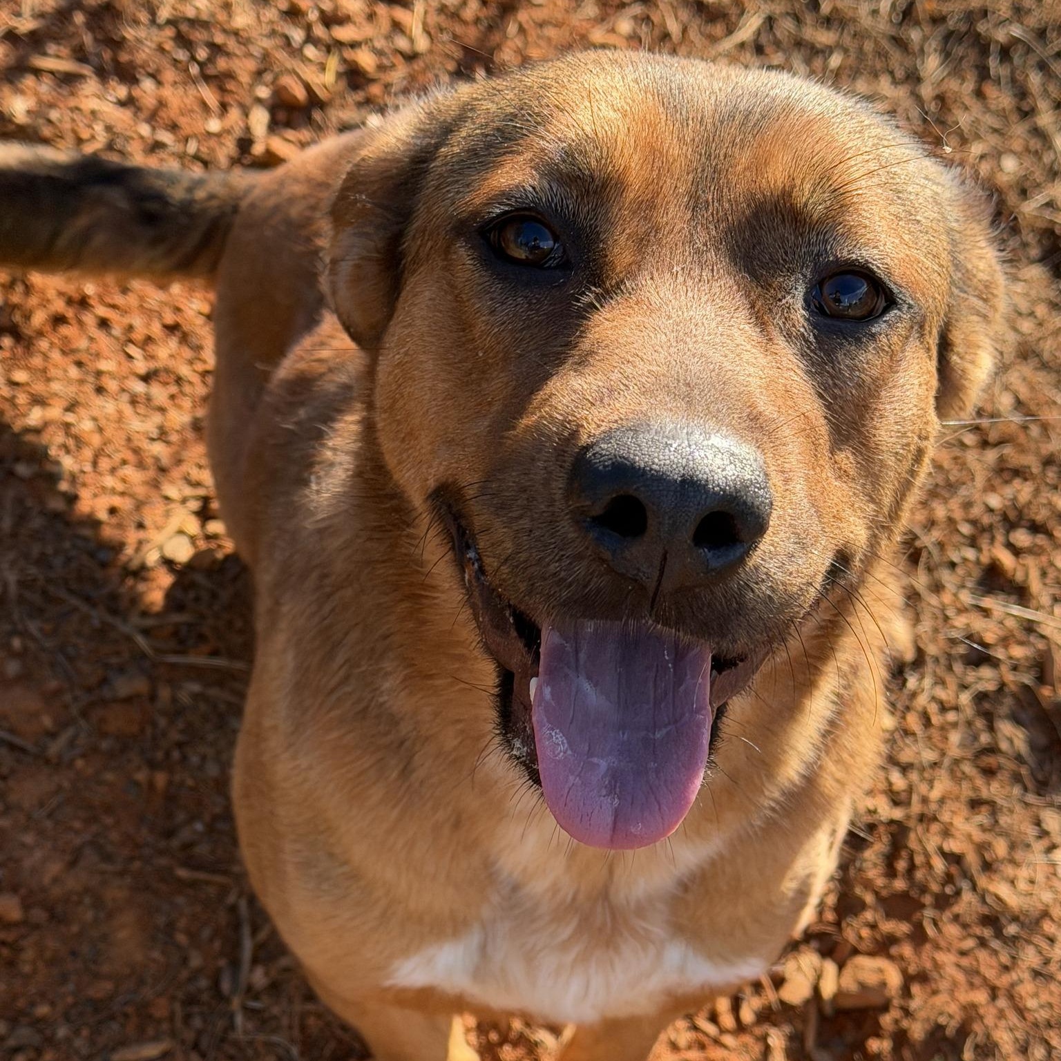 Enlarge Waffles, a ADOPTABLE mixed breed in Danbury, CT image 1/2