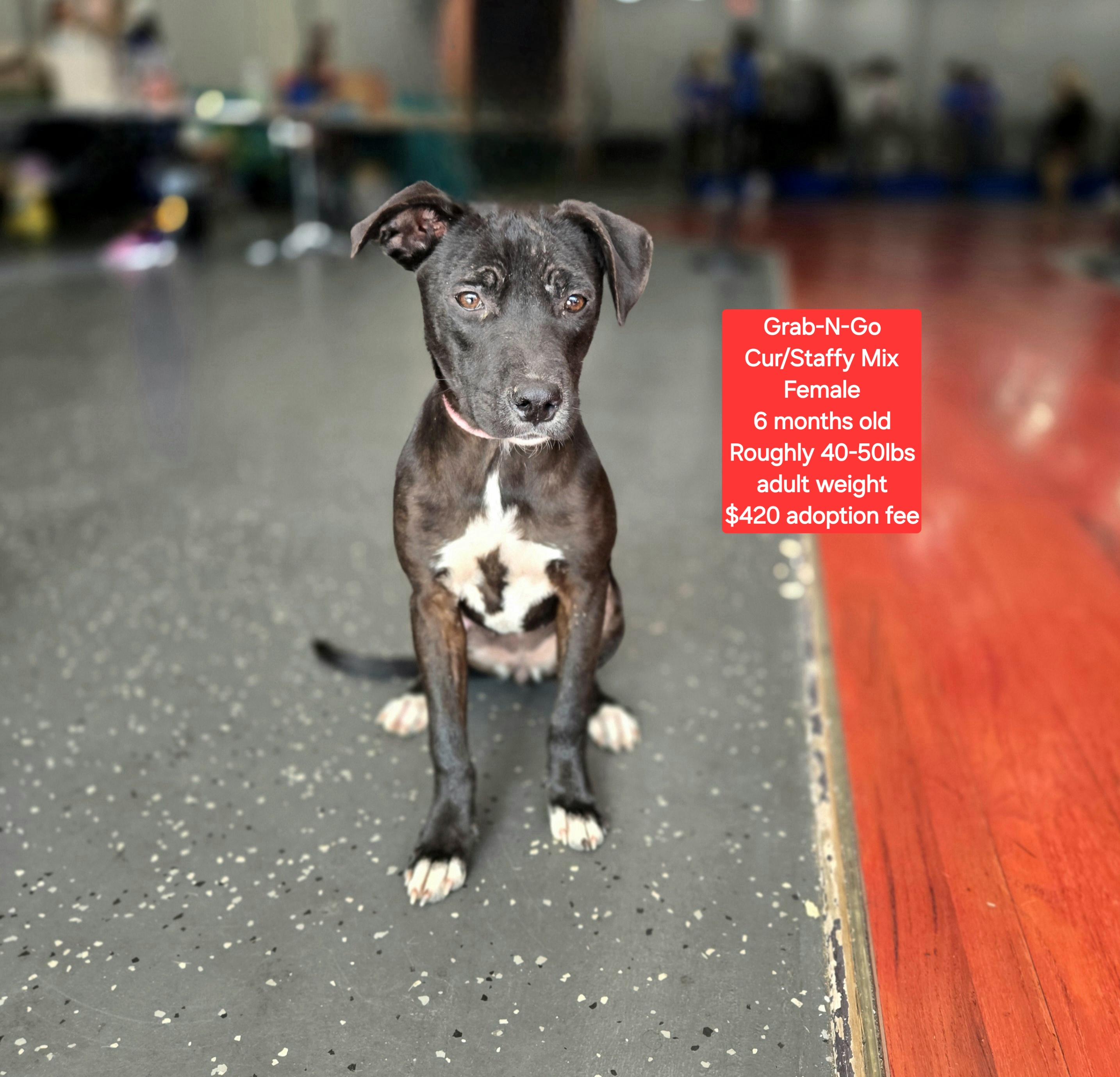 Grab-N-Go, ADOPTABLE, Young Female Black Mouth Cur & Staffordshire Bull Terrier.