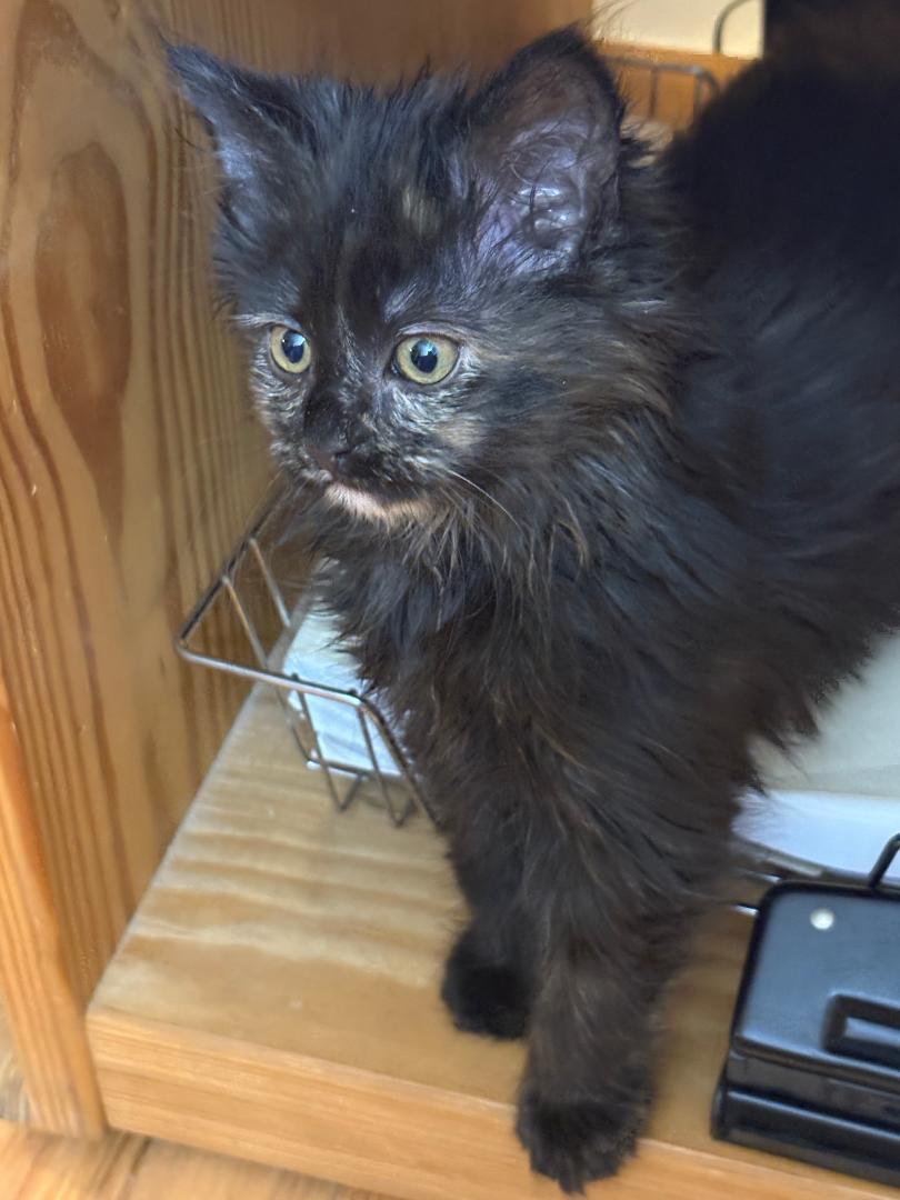 Sasha:  Dlhdc thumbnail 2