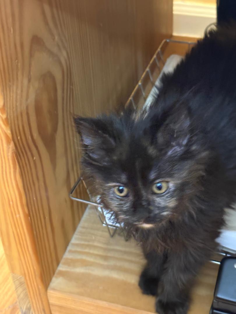 Sasha:  Dlhdc thumbnail 3