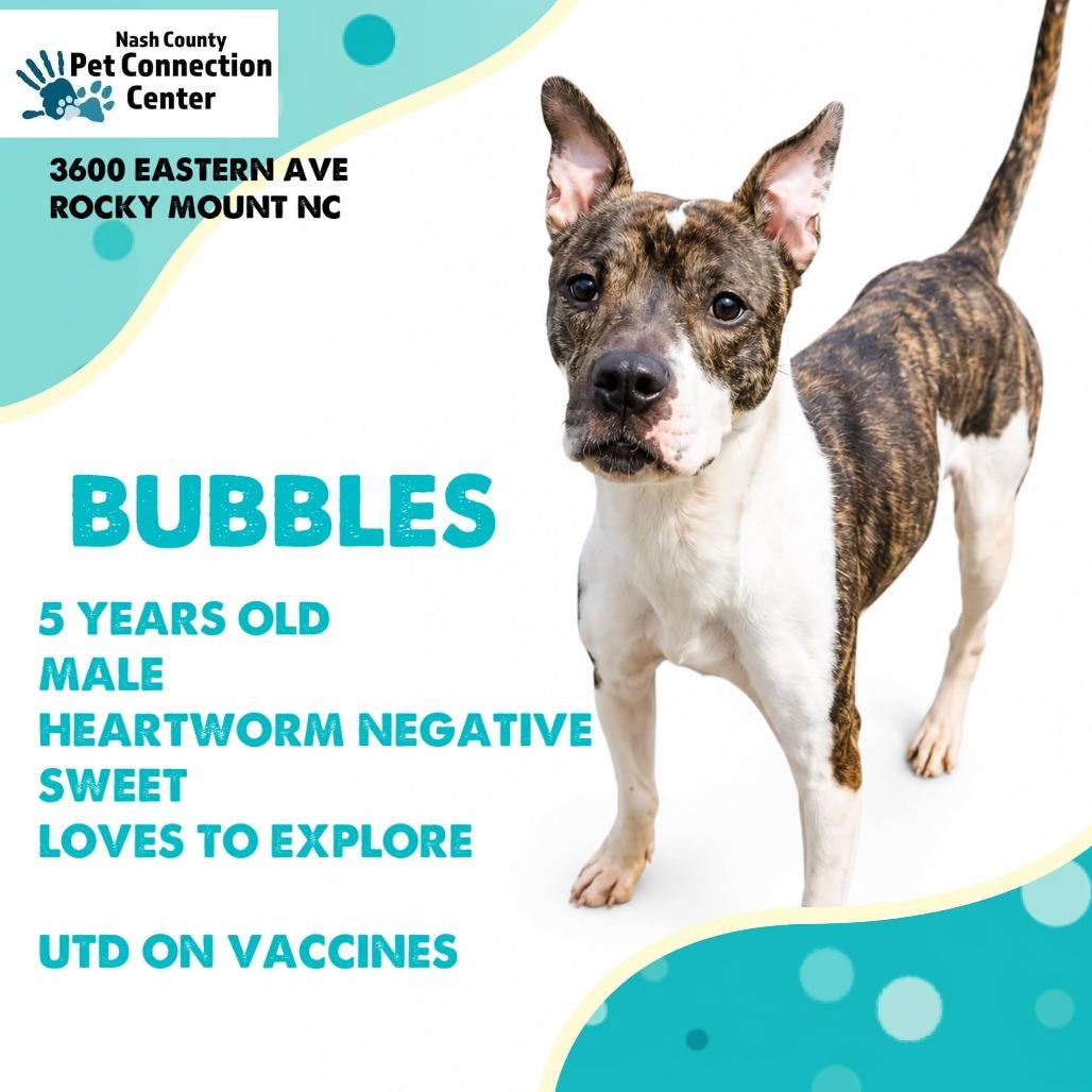BUBBLES Available NOW - ADOPTION or RESCUE!, Adoptable, Adult Male Mixed Breed.