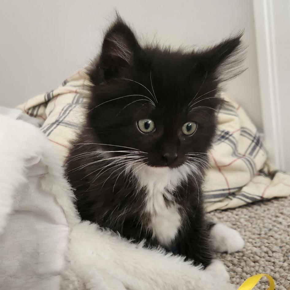 Marionette, Adoptable, Kitten Female Domestic Short Hair.